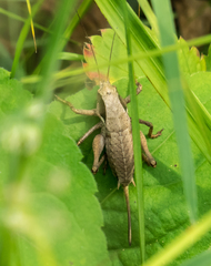 Atlanticus testaceus