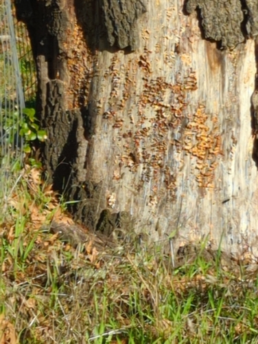 Western Fence Lizard observed by mangoveg