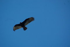 Cathartes aura