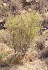 Psoralea arborescens