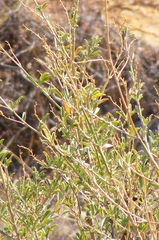 Psoralea arborescens
