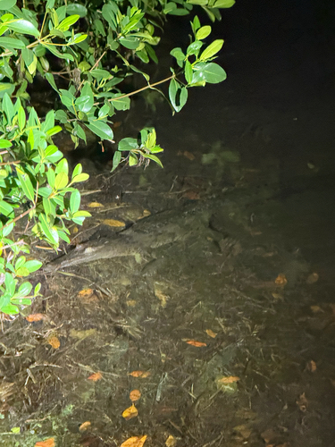 American Crocodile observed by christiandrez