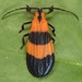Calopteron - Photo (c) skitterbug,  זכויות יוצרים חלקיות (CC BY), uploaded by skitterbug