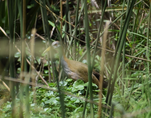Giant Wood Rail (Aramides ypecaha), photo 6