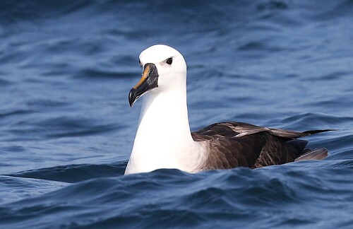 Albatros picofino (Thalassarche chlororhynchos)