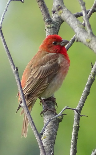 Common Rosefinch