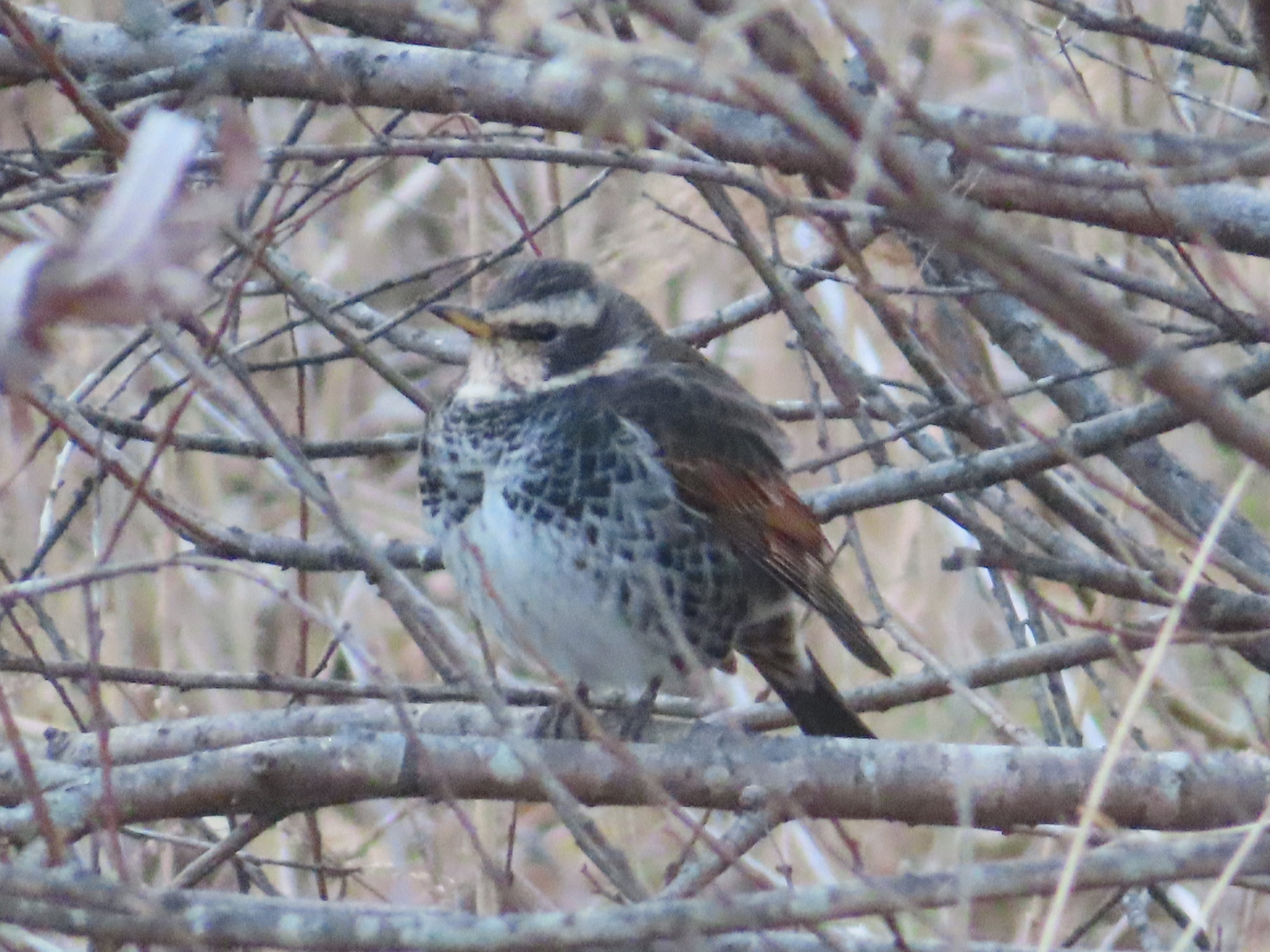 Dusky Thrush (Turdus eunomus), photo 9
