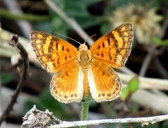 Aricoris erostratus