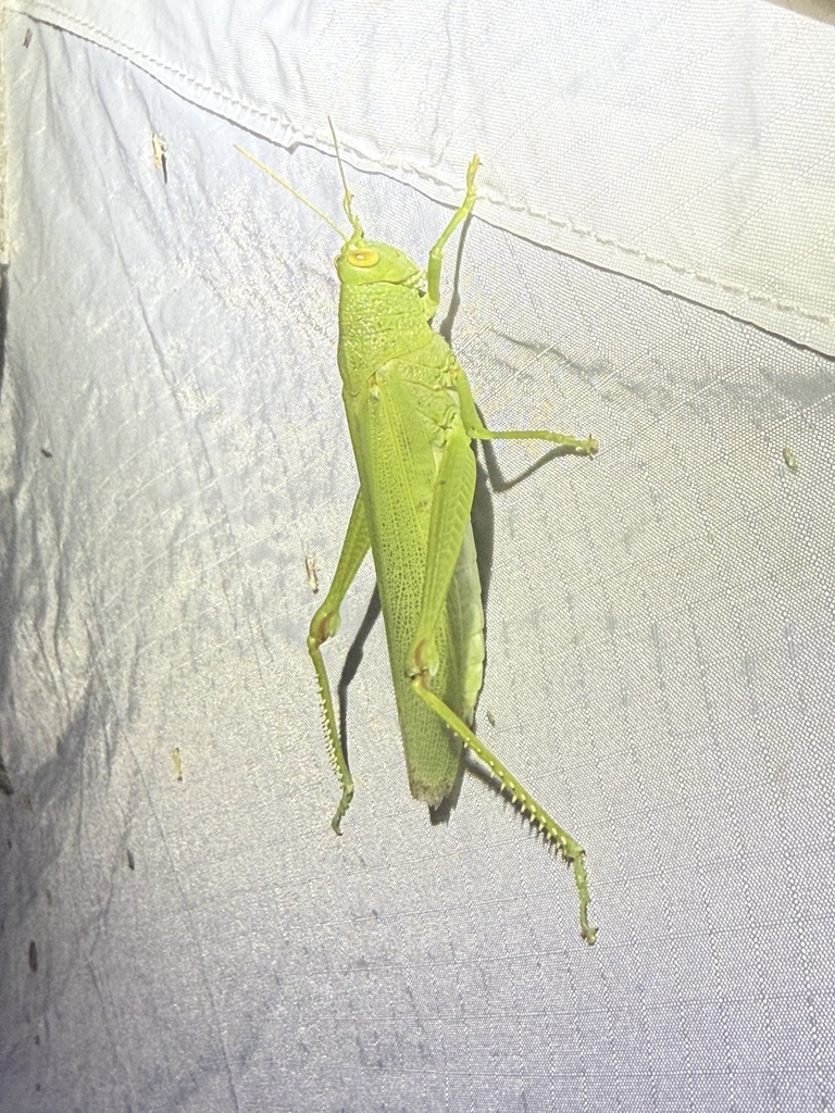 Valanga marquesana