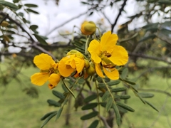 Buttercup Bush (Senna multiglandulosa)