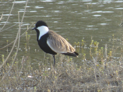 Spur-winged Lapwing