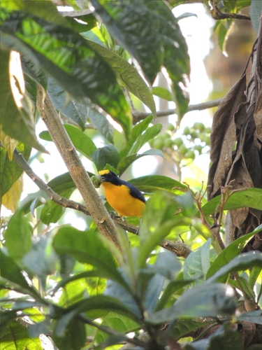 Yellow-throated Euphonia (Euphonia hirundinacea), photo 5