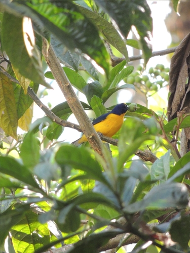 Yellow-throated Euphonia (Euphonia hirundinacea), photo 6