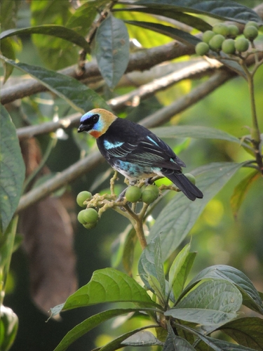 Golden-hooded Tanager (Stilpnia larvata), photo 3