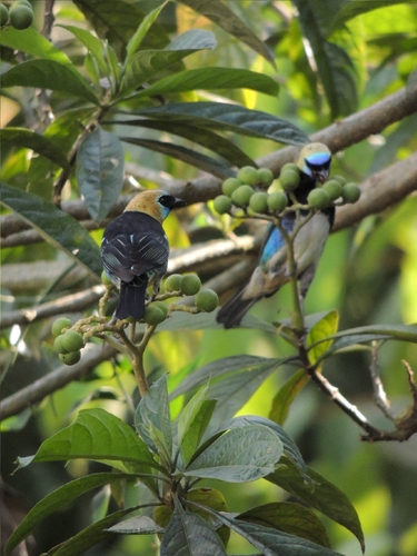 Golden-hooded Tanager (Stilpnia larvata), photo 4