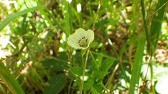 Geranium thunbergii