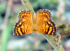Aricoris erostratus
