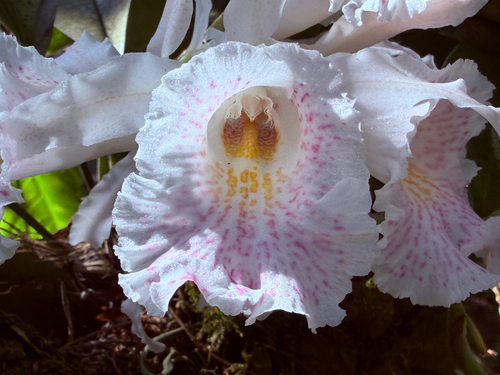Trichopilia suavis