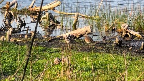 Killdeer observed by mdm033
