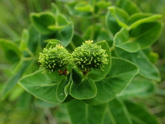 Euphorbia hyberna