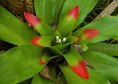 Nidularium innocentii