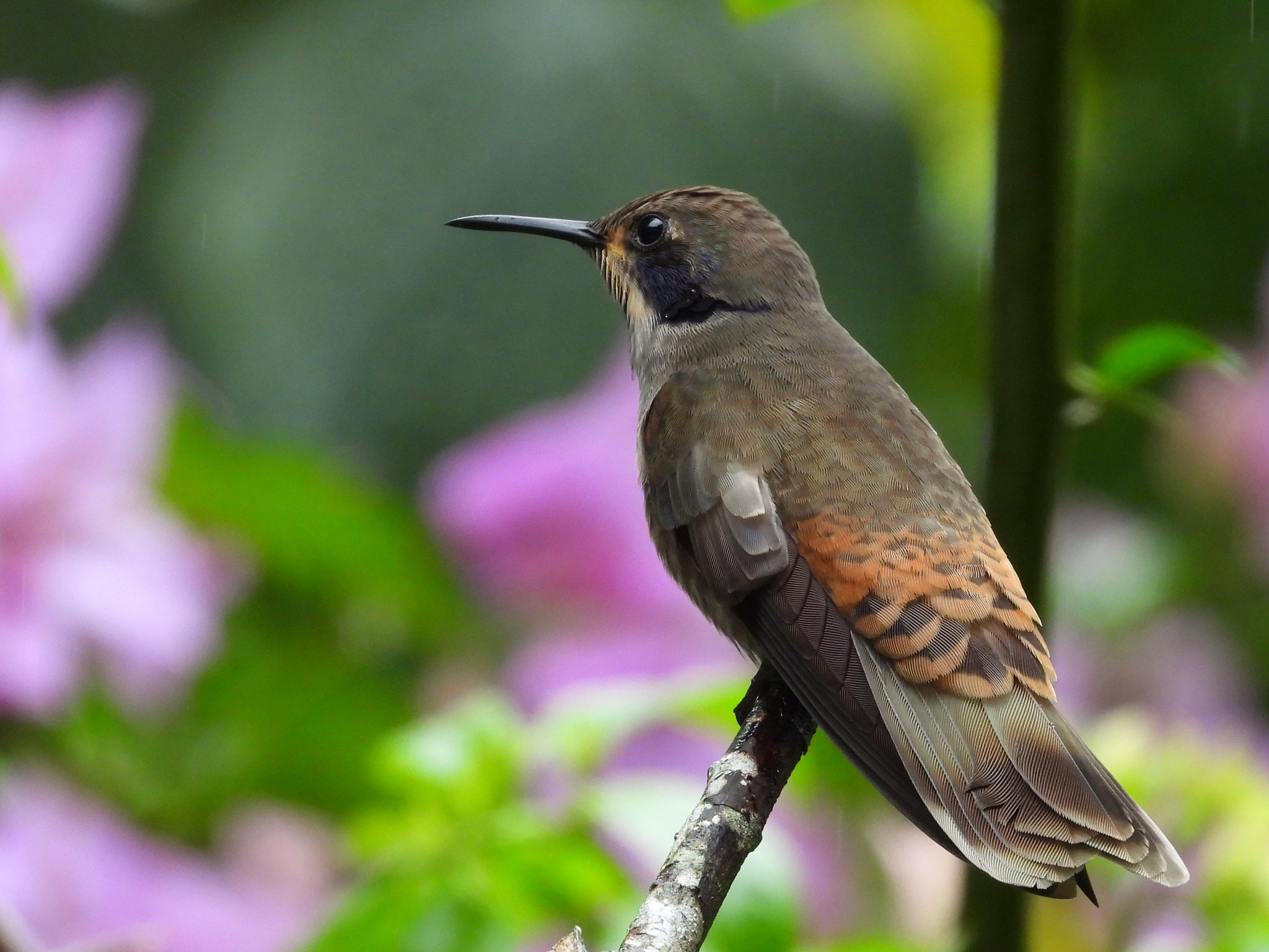 Brown Violetear (Colibri delphinae), photo 1