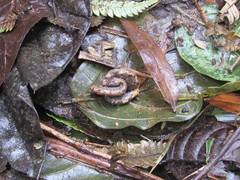 Trachyboa boulengeri