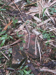 Trachyboa boulengeri