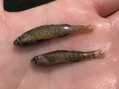 Etheostoma lepidum