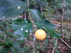 Posoqueria