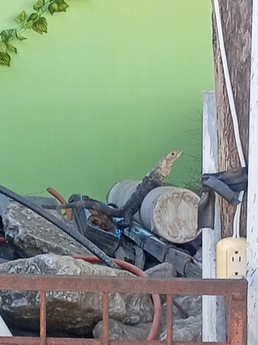 Black Spiny-tailed Iguana