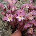 Clustered Broomrape - Photo (c) Matt Lavin, some rights reserved (CC BY-SA)