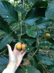 Posoqueria