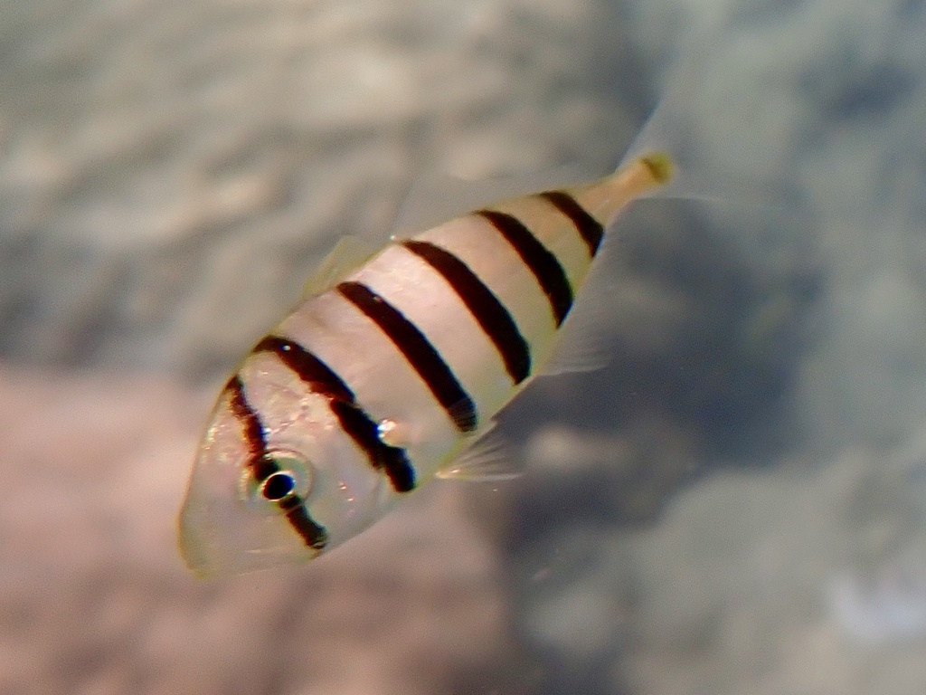 Banded horse mackerel (Gnathanodon speciosus) — Carangidae