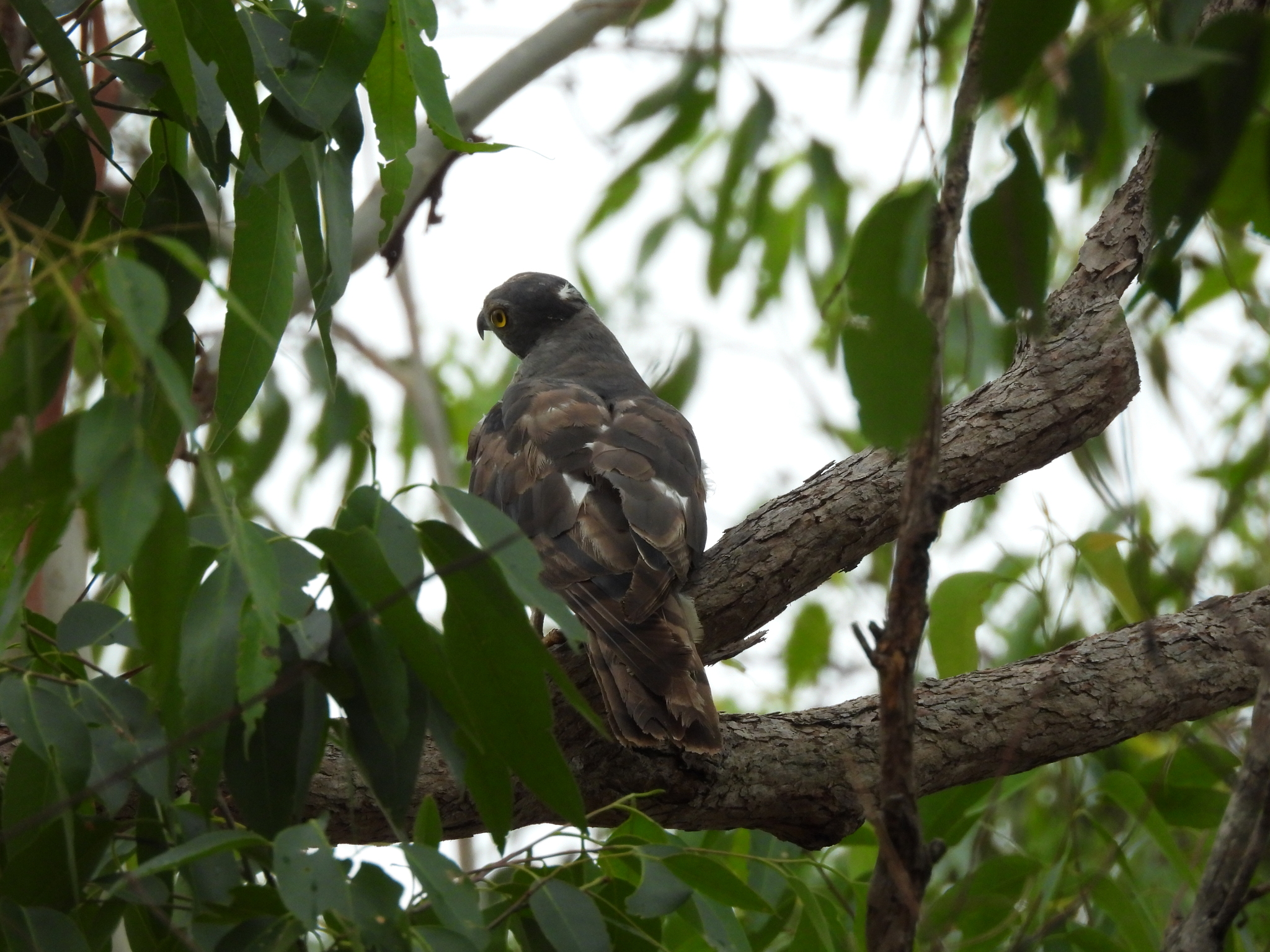 Pacific Baza (Aviceda subcristata), photo 7