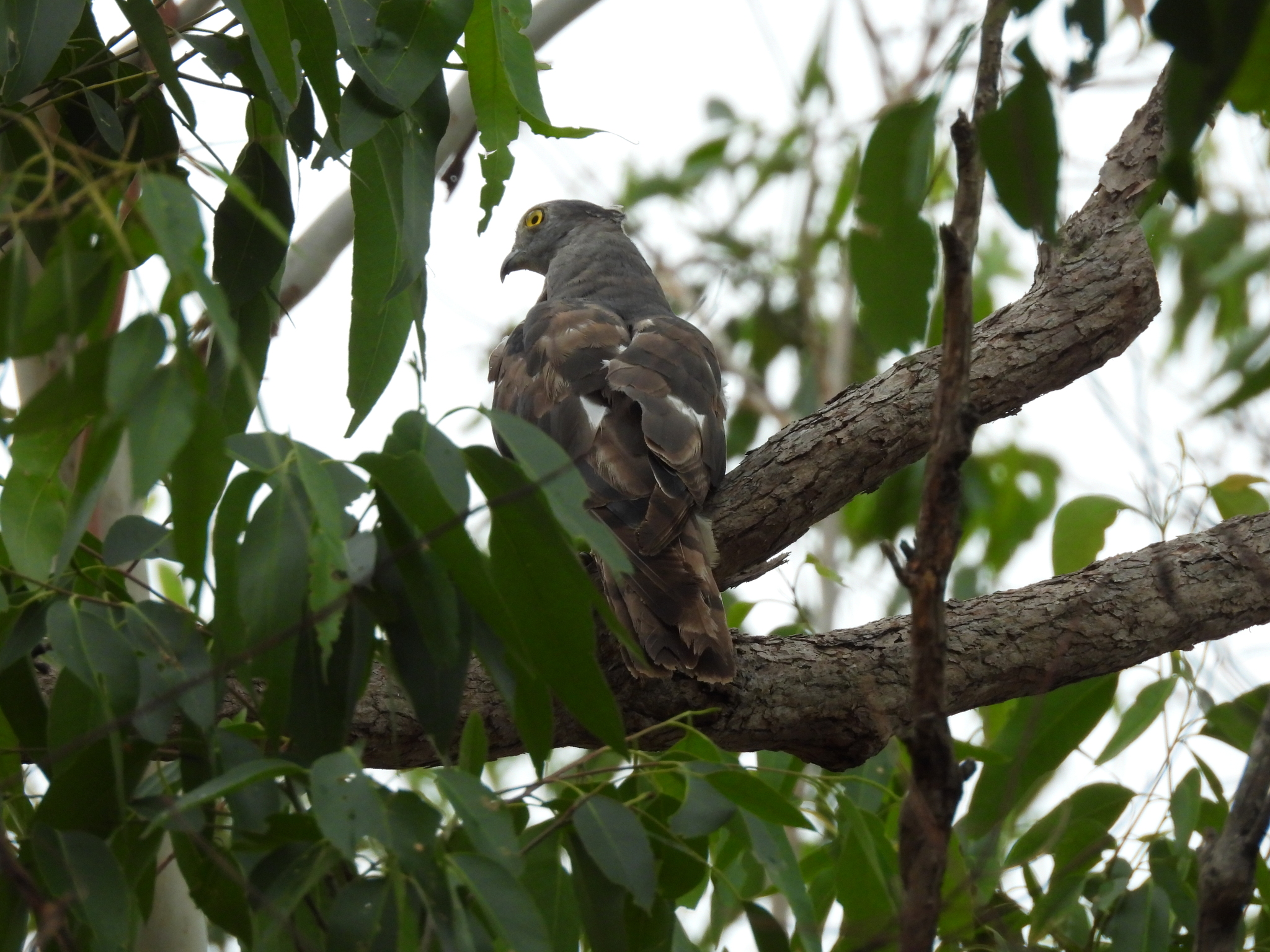 Pacific Baza (Aviceda subcristata), photo 8