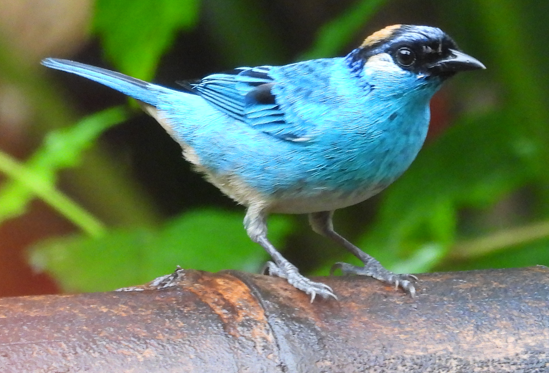 Golden-naped Tanager (Chalcothraupis ruficervix), photo 1