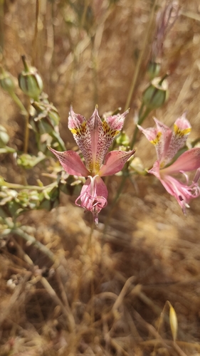 Alstroemeria hookeri, photograph 5