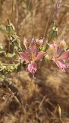 Alstroemeria hookeri, photograph (c) Constanza Vargas Villegas, some rights reserved (CC BY)