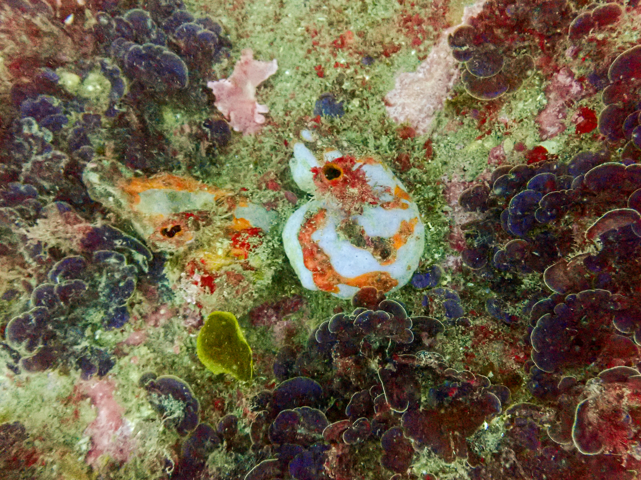 Cnemidocarpa pedata (Herdman, 1881)