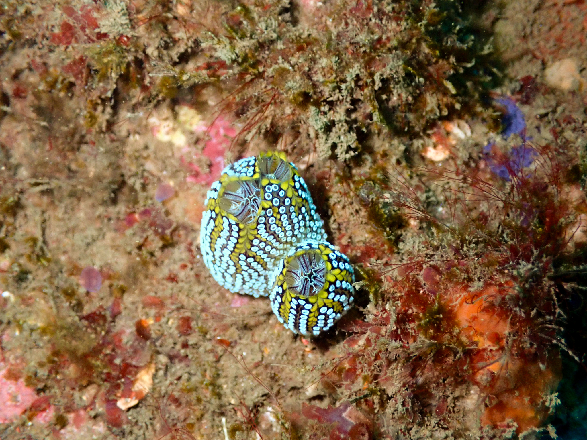 Botrylloides magnicoecus (Hartmeyer, 1912)