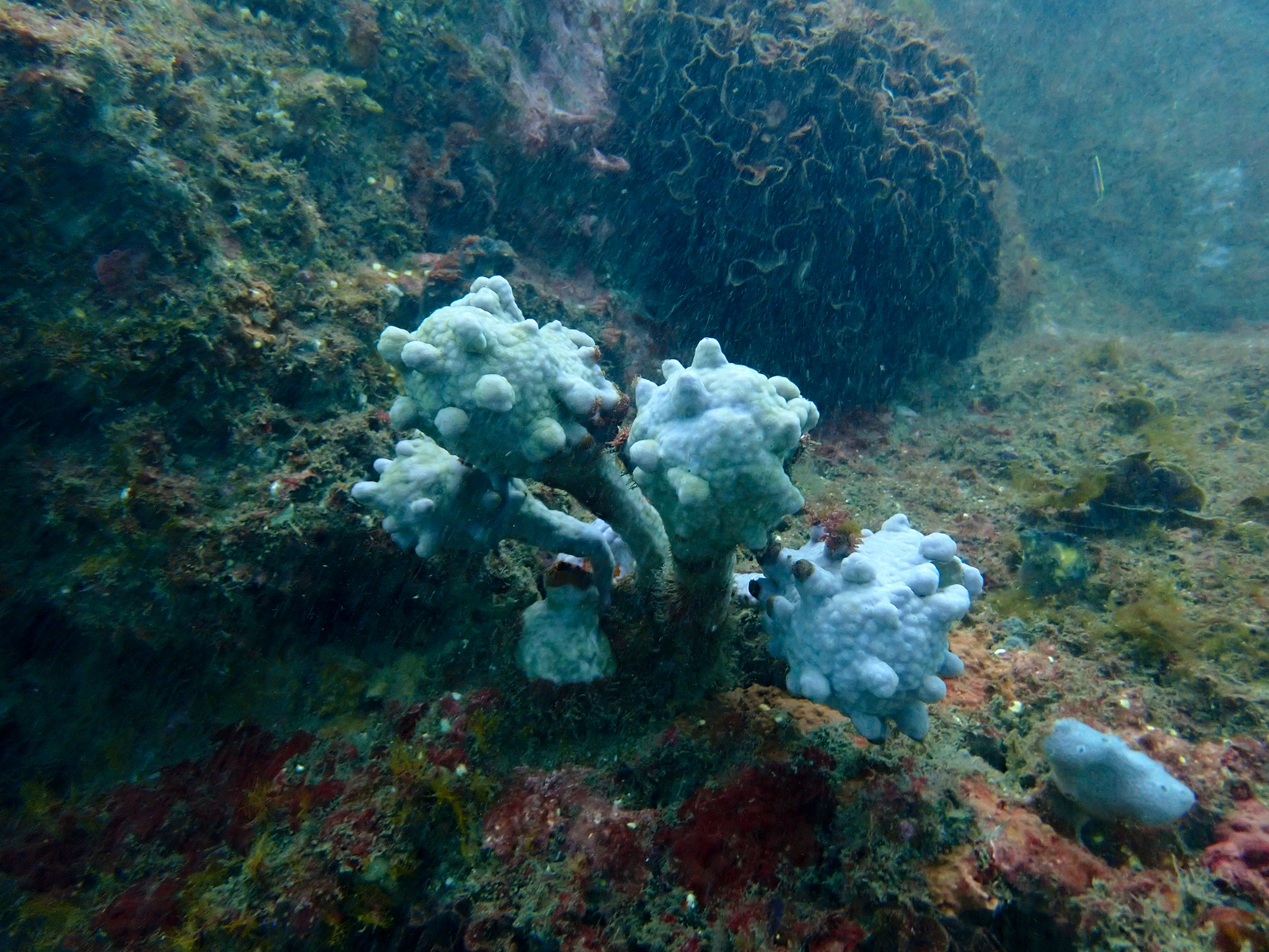 Pyura spinifera (Quoy & Gaimard, 1834)