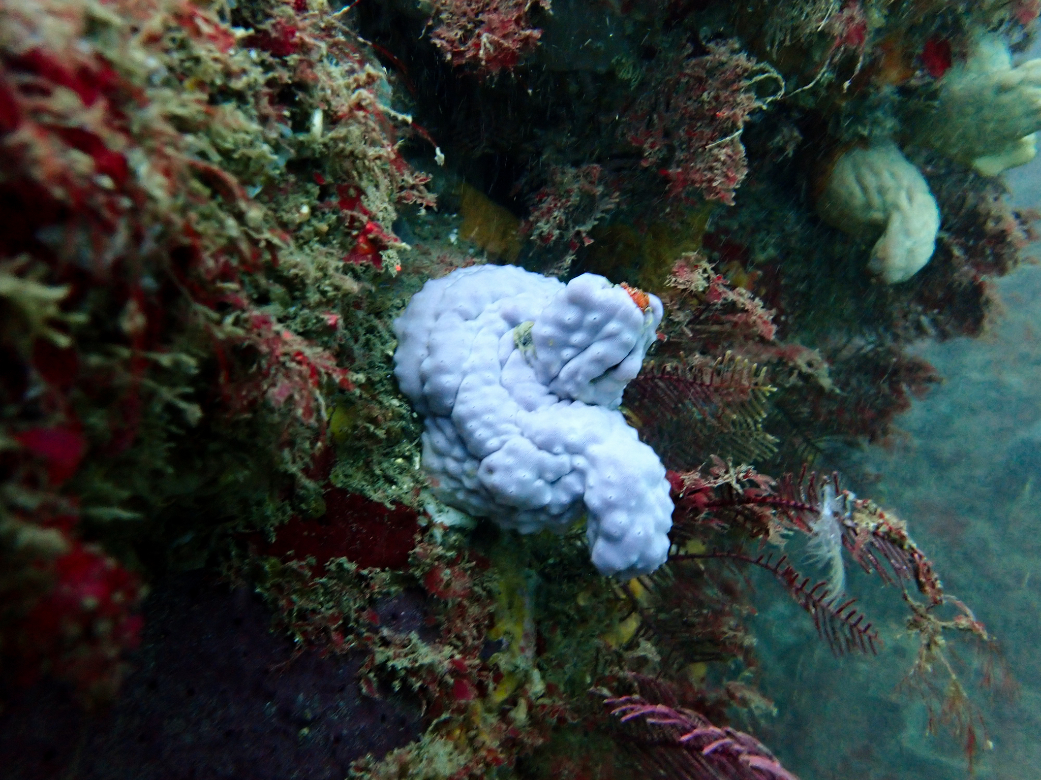 Cnemidocarpa pedata (Herdman, 1881)