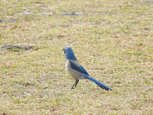 Florida Scrub Jay (Aphelocoma coerulescens), photo 4