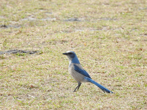Florida Scrub Jay (Aphelocoma coerulescens), photo 3