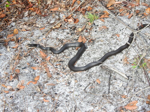 North American Racer