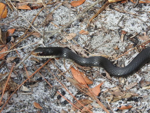 North American Racer