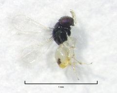 Thripoctenus javae