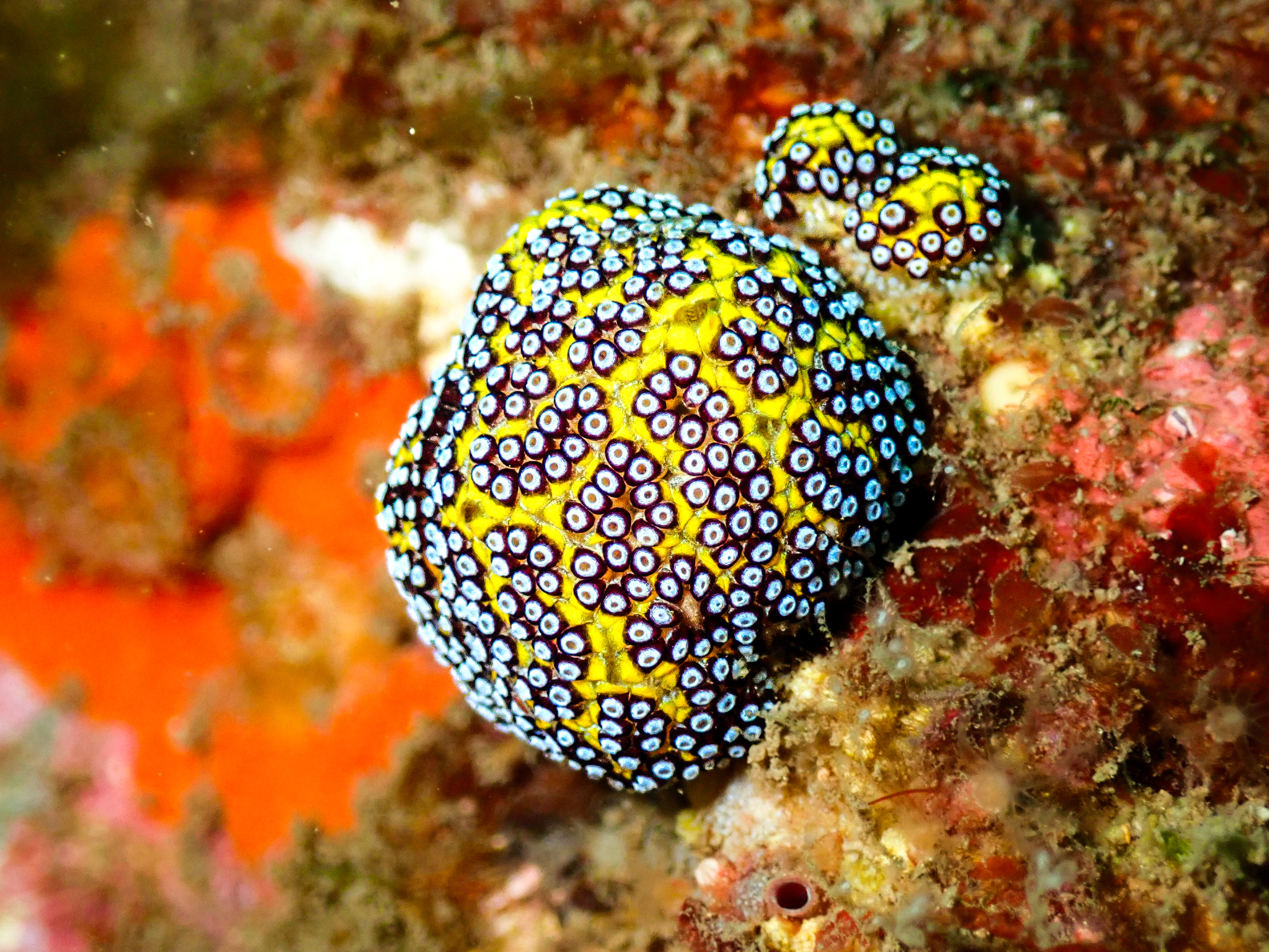 Botrylloides magnicoecus (Hartmeyer, 1912)
