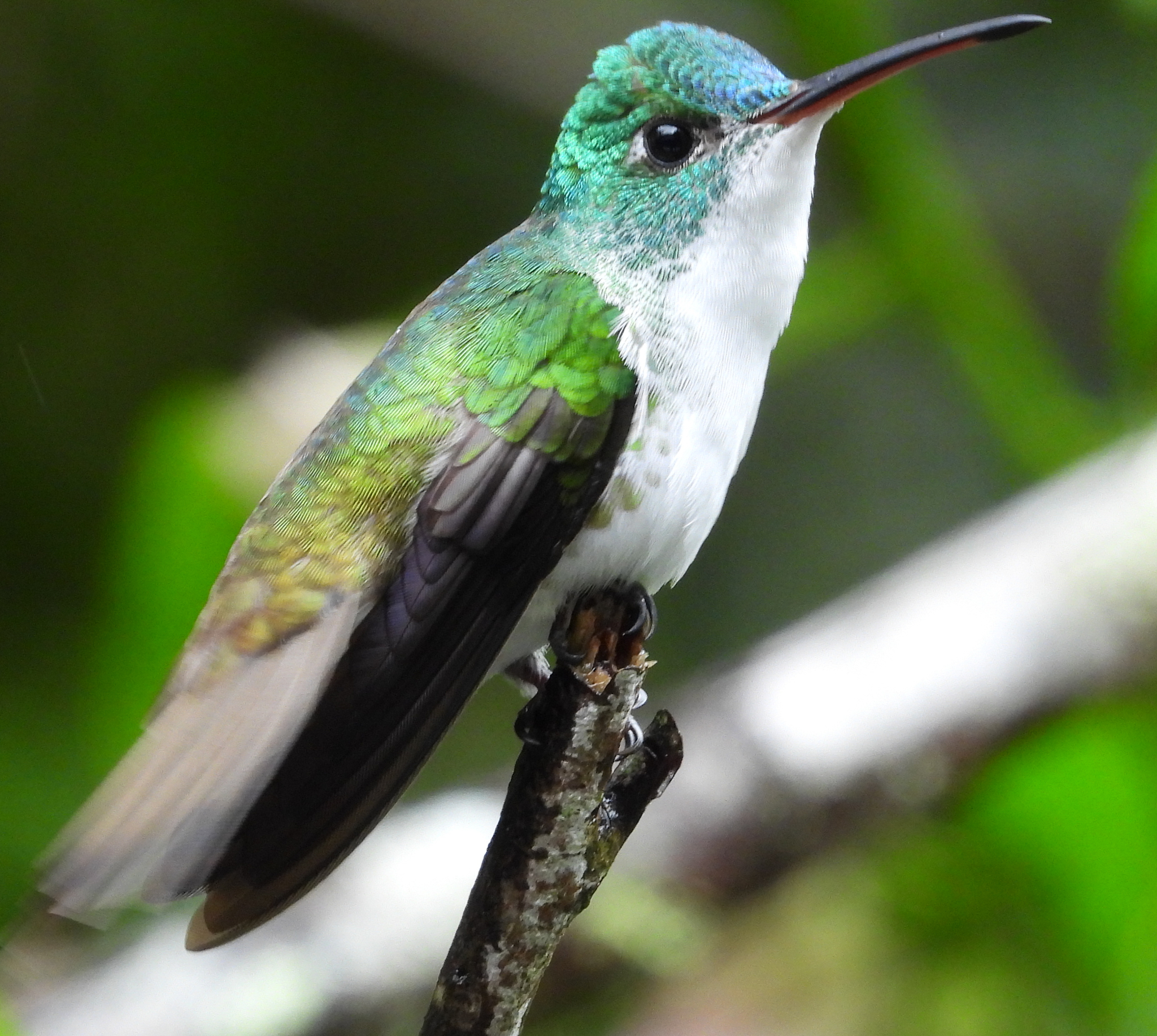 Andean Emerald (Uranomitra franciae), photo 2